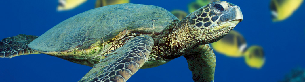 personal turtle2